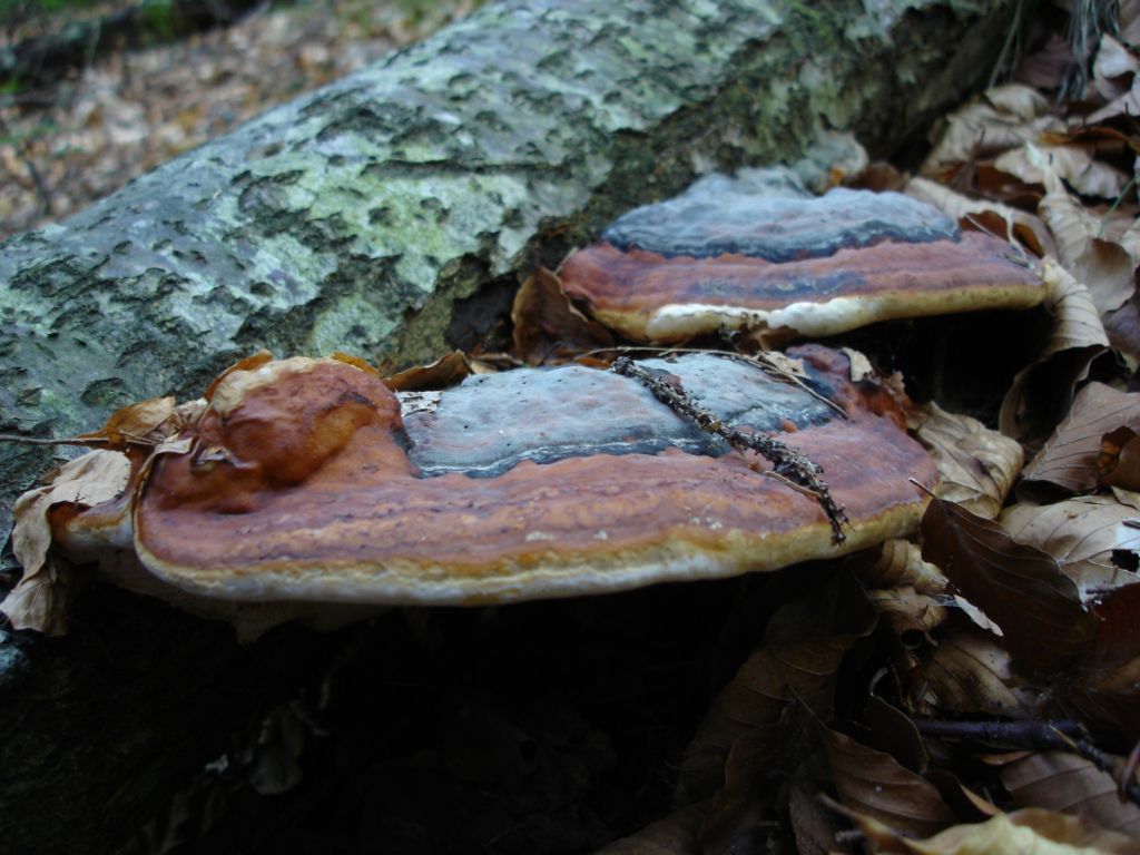 Arrivano i Boletus 09-07-2006